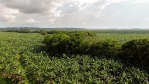 La sostenibilidad: una prioridad para los productores bananeros en Colombia