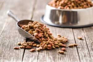 Revisión de 31 estudios concluye que los alimentos veganos para perros y gatos tienen buena digestibilidad